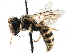 (Camptopoeum sacrum - CCDB-09855 C03)  @11 [ ] CreativeCommons - Attribution (2016) CBG Photography Group Centre for Biodiversity Genomics