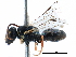  ( - CCDB-09855 E03)  @11 [ ] CreativeCommons - Attribution (2016) CBG Photography Group Centre for Biodiversity Genomics