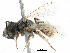  (Halictus pici - CCDB-09855 F01)  @15 [ ] CreativeCommons - Attribution (2016) CBG Photography Group Centre for Biodiversity Genomics