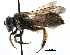  (Andrena GRC01 - CCDB-09855 G05)  @14 [ ] CreativeCommons - Attribution (2016) CBG Photography Group Centre for Biodiversity Genomics