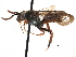  (Nomada GRC02 - CCDB-09855 G08)  @15 [ ] CreativeCommons - Attribution (2016) CBG Photography Group Centre for Biodiversity Genomics