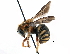  (Rhodanthidium - CCDB-09855 G09)  @15 [ ] CreativeCommons - Attribution (2016) CBG Photography Group Centre for Biodiversity Genomics