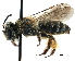  (Andrena TRK02 - CCDB-09855 H06)  @14 [ ] CreativeCommons - Attribution (2016) CBG Photography Group Centre for Biodiversity Genomics