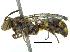  ( - 06743A10-THA)  @13 [ ] CreativeCommons - Attribution (2016) CBG Photography Group Centre for Biodiversity Genomics