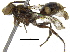  (Nomada VNM01 - 06744D12-THA)  @13 [ ] CreativeCommons - Attribution (2016) CBG Photography Group Centre for Biodiversity Genomics