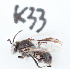  ( - CCDB-30343 C09)  @11 [ ] CreativeCommons - Attribution (2015) Laurence Packer York University