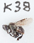  (Lepidotrigona flavibasis - CCDB-30343 D02)  @15 [ ] CreativeCommons - Attribution (2015) Laurence Packer York University