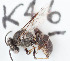  ( - CCDB-30343 D10)  @13 [ ] CreativeCommons - Attribution (2015) Laurence Packer York University
