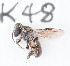  (Lepidotrigona cf. doipaensis - CCDB-30343 D12)  @13 [ ] CreativeCommons - Attribution (2015) Laurence Packer York University
