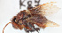  ( - CCDB-30343 H03)  @13 [ ] CreativeCommons - Attribution (2015) Laurence Packer York University