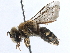  ( - 06730B06-BRA)  @11 [ ] CreativeCommons - Attribution (2016) CBG Photography Group Centre for Biodiversity Genomics