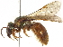 (Megalopta aegis - 06730E03-BRA)  @11 [ ] CreativeCommons - Attribution (2015) CBG Photography Group Centre for Biodiversity Genomics