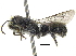  (Stenoheriades - 06730H01-ISR)  @14 [ ] CreativeCommons - Attribution (2015) CBG Photography Group Centre for Biodiversity Genomics