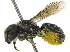  ( - 06730H10-ISR)  @11 [ ] CreativeCommons - Attribution (2015) CBG Photography Group Centre for Biodiversity Genomics