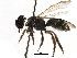  (Paroxystoglossa mimetica - 06731D11-BRA)  @11 [ ] CreativeCommons - Attribution (2016) CBG Photography Group Centre for Biodiversity Genomics