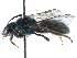  (Paroxystoglossa jocasta - 06731E02-BRA)  @13 [ ] CreativeCommons - Attribution (2015) CBG Photography Group Centre for Biodiversity Genomics
