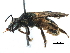  (Neocorynura oiospermi - 06731E05-BRA)  @11 [ ] CreativeCommons - Attribution (2015) CBG Photography Group Centre for Biodiversity Genomics