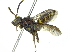  (Nomada parvula - 06743B04-ARG)  @13 [ ] CreativeCommons - Attribution (2016) CBG Photography Group Centre for Biodiversity Genomics