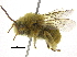 (Alloscirtetica herbsti - 06743B08-ARG)  @13 [ ] CreativeCommons - Attribution (2016) CBG Photography Group Centre for Biodiversity Genomics