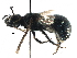  ( - 06743D05-ARG)  @12 [ ] CreativeCommons - Attribution (2016) CBG Photography Group Centre for Biodiversity Genomics
