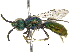  ( - 06743D06-ARG)  @14 [ ] CreativeCommons - Attribution (2016) CBG Photography Group Centre for Biodiversity Genomics