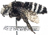  ( - 06743D10-ARG)  @13 [ ] CreativeCommons - Attribution (2016) CBG Photography Group Centre for Biodiversity Genomics