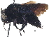  ( - 06743H06-PRY)  @13 [ ] CreativeCommons - Attribution (2016) CBG Photography Group Centre for Biodiversity Genomics