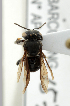  (Meliponula togoensis - CCDB-28231 B07)  @13 [ ] CreativeCommons - Attribution (2015) Laurence Packer RBINS