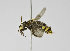  (Arhysoceble sp. FAS-1 - B1401-A01)  @14 [ ] CreativeCommons - Attribution Non-Commercial Share-Alike (2010) Unspecified York University