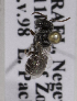  (Pseudoheriades moricei - 14492-H05)  @11 [ ] CreativeCommons - Attribution Non-Commercial Share-Alike (2012) Packer Collection York University York University
