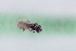  ( - CCDB-22013 D12)  @12 [ ] CreativeCommons - Attribution (2015) Laurence Packer York University