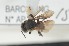  (Meliponula nebulata - CCDB-28230 H10)  @12 [ ] CreativeCommons - Attribution (2015) Laurence Packer York University