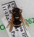  (Notanthidium - CCDB-15262-H1)  @13 [ ] CreativeCommons - Attribution Non-Commercial Share-Alike (2010) Packer Collection York University York University