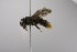  (Andrena MEX08 - CCDB-00601 B02)  @13 [ ] CreativeCommons - Attribution Non-Commercial Share-Alike (2010) Unspecified York University