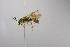  (Andrena MEX07 - CCDB-00601 B03)  @14 [ ] CreativeCommons - Attribution Non-Commercial Share-Alike (2010) Unspecified York University