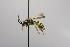  (Nomada Mex 1 - CCDB-00601 G11)  @14 [ ] CreativeCommons - Attribution Non-Commercial Share-Alike (2010) Unspecified York University