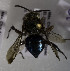  (Mesoplia rufipes - B03741A04-MEX)  @11 [ ] CreativeCommons - Attribution Non-Commercial Share-Alike (2010) Unspecified York University