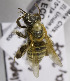  (Exomalopsis MEX-RA1 - B03741H04-MEX)  @11 [ ] CreativeCommons - Attribution Non-Commercial Share-Alike (2010) Unspecified York University