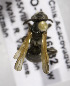  (Neocorynura cribita - B03741H09-MEX)  @11 [ ] CreativeCommons - Attribution Non-Commercial Share-Alike (2010) Unspecified York University