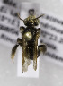  (Exomalopsis MEX-RA5 - B03741H10-MEX)  @11 [ ] CreativeCommons - Attribution Non-Commercial Share-Alike (2010) Unspecified York University