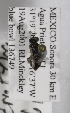  (Macrotera rubida - 04744B11-MEX)  @12 [ ] CreativeCommons - Attribution Non-Commercial Share-Alike (2010) Unspecified York University