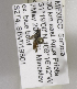  (Sphecodosoma dicksoni - 04744C01-MEX)  @11 [ ] CreativeCommons - Attribution Non-Commercial Share-Alike (2010) Unspecified York University