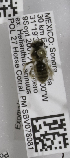  (Anthophorula consobrina - 04745G11-MEX)  @12 [ ] CreativeCommons - Attribution Non-Commercial Share-Alike (2010) Unspecified York University