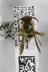  (Andrena MEX23 - 04745H05-MEX)  @12 [ ] CreativeCommons - Attribution Non-Commercial Share-Alike (2010) Unspecified York University