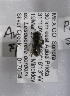  (Andrena MEX27 - 04745H07-MEX)  @11 [ ] CreativeCommons - Attribution Non-Commercial Share-Alike (2010) Unspecified York University