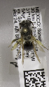  (Andrena MEX15 - 04745A02-MEX)  @11 [ ] CreativeCommons - Attribution Non-Commercial Share-Alike (2010) Unspecified York University
