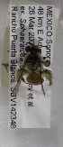  (Andrena MEX24 - 04745A11-MEX)  @12 [ ] CreativeCommons - Attribution Non-Commercial Share-Alike (2010) Unspecified York University