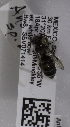  (Andrena MEX10 - 04745A12-MEX)  @13 [ ] CreativeCommons - Attribution Non-Commercial Share-Alike (2010) Unspecified York University