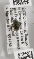  (Exomalopsis dimidiata - 04745C05-MEX)  @12 [ ] CreativeCommons - Attribution Non-Commercial Share-Alike (2010) Unspecified York University