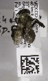  (Andrena MEX17 - 04745E01-MEX)  @13 [ ] CreativeCommons - Attribution Non-Commercial Share-Alike (2010) Unspecified York University